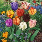 Parrot Tulips Mix 11/12cm