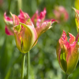 Tulip 'Virichic'