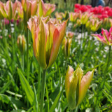 Tulip 'Virichic'