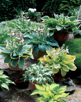 Hosta Mix