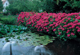 Hydrangea Red Riding Hood