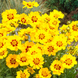 Coreopsis Sterntaler