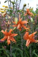 Lilium Flore Pleno 14-16cm