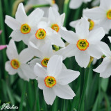Narcissus Recurvus (Pheasant Eye)