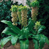 Eucomis bicolour