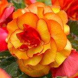 Begonia Balcony Gold