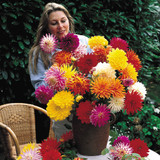 Dahlia Cactus and Decorative Mix