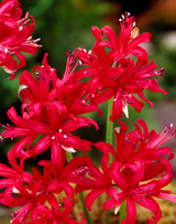 Nerine Corusca Major