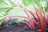Rhubarb 'Victoria'