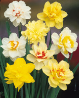 Double Narcissus Mixed 12/14cm