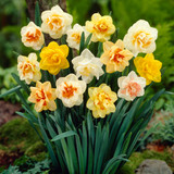 Narcissus Double Mix