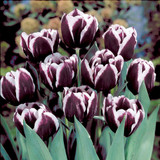 Tulip Jackpot 11-12cm