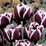 Tulip Jackpot 11-12cm