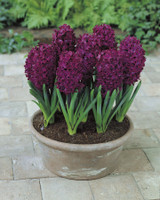 Hyacinth Prepared Woodstock 16/17cm