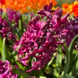 Hyacinth Prepared 'Woodstock'