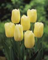 Tulip 'City of Vancouver'