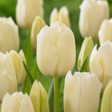 Tulip 'City of Vancouver'