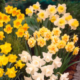 Narcissus Ellen 12-14cm