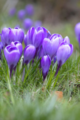Crocus 'Grand Maitre'
