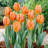 Tulip Hermitage