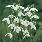 Galanthus woronowii