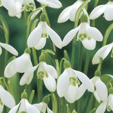 Galanthus woronowii