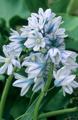 Scilla mischtschenkoana 'Tubergeniana'
