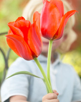 Tulip Casa Grande