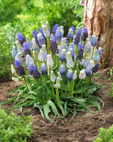 Muscari Mix