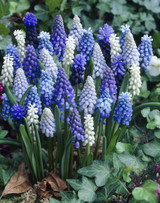 Muscari Mix
