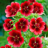 Potentilla Monarch's Velvet 5cm
