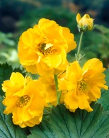 Geum 'Lady Stratheden'