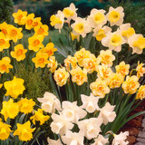 Narcissus Apotheose 12-14cm