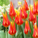 Tulip 'Fly Away'