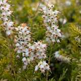 Erica carnea. 'Golden Starlet'