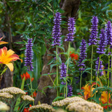 Agastache Black Adder