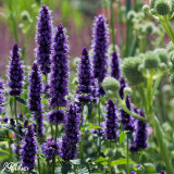 Agastache 'Blackadder'