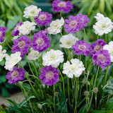 Scabiosa Perfecta Blue 5cm