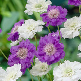 Scabiosa Perfecta Blue 5cm