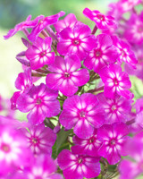 Phlox Katja