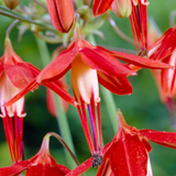 Bessera elegans (Coral Drops)