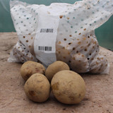 Potato Maris Piper
