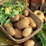 Potato Maris Piper