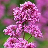 Centranthus ruber coccineus
