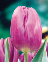 Tulip Purple Flag