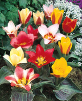 Tulip Greigii/Kaufmanniana Mixed
