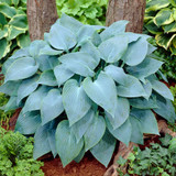 Hosta Canadian Blue