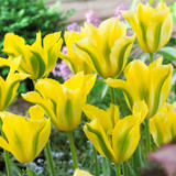 Tulip Yellow Spring Green