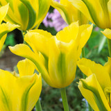 Tulip Yellow Spring Green