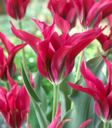 Tulip 'Dolls Minuet'